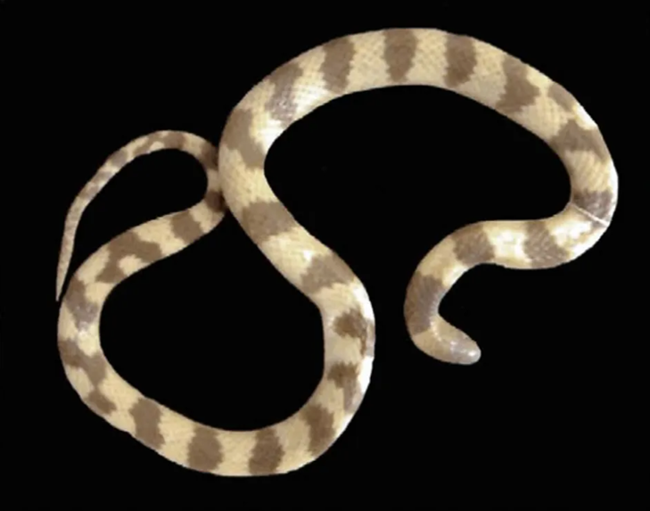 The world’s rarest snake was found ‘inside’ another snake in 1932 — and never seen again