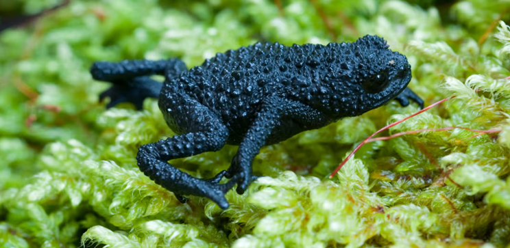 Tepui Toads and Frogs—Unique Amphibians From Venezuela Face New Perils