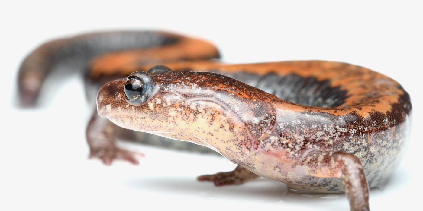 Salamanders are Surprisingly Abundant in NorthEastern Forests
