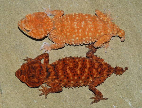 Knob-tailed Gecko Care Sheet