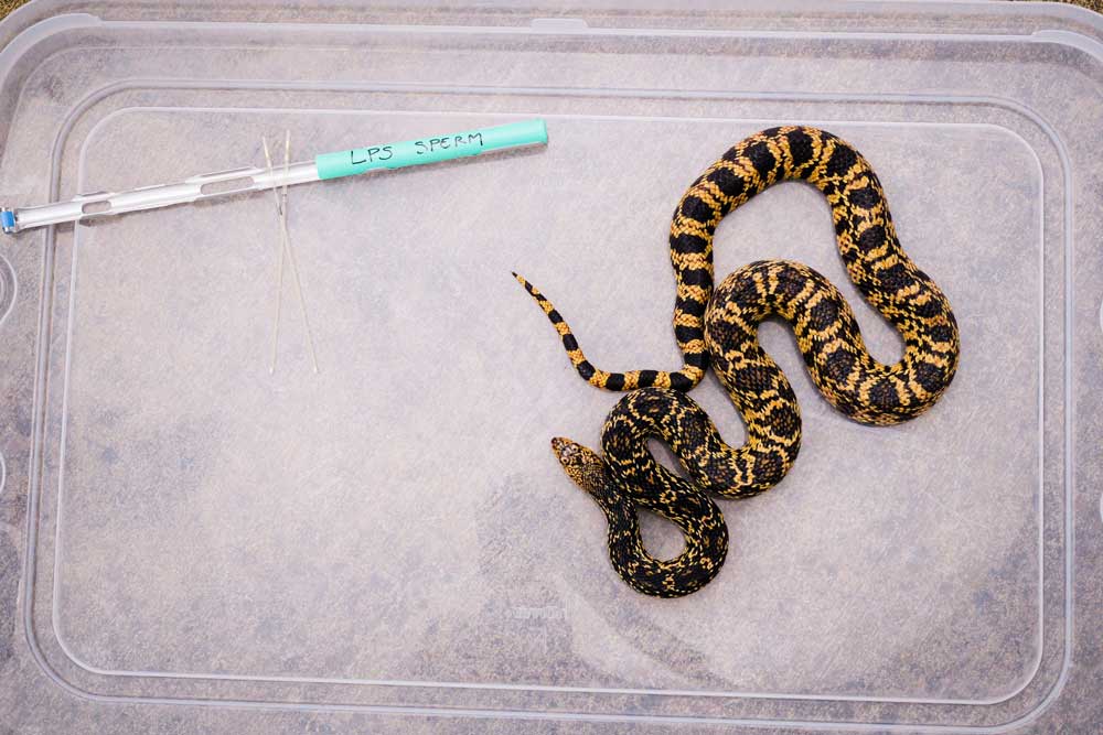 Memphis Zoo Hatches Louisiana Pine Snake Artificial Insemination
