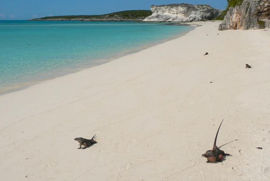 Dedicated Conservation Efforts Resurrect Over a Dozen Species Once on the Brink of Extinction—Serving an Important Lesson About Invasive Species