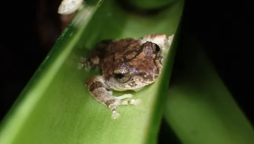 Eiffinger’s tree frogs don’t poop for weeks and this keeps their pools clean