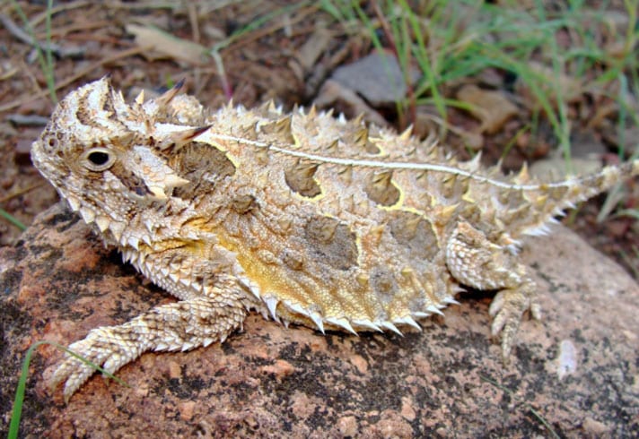 Horned lizard in San Antonio Zoo’s Center for Conservation & Research.