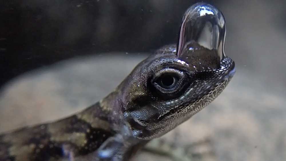 Water anole breathes under water with aid of bubble to escape predators