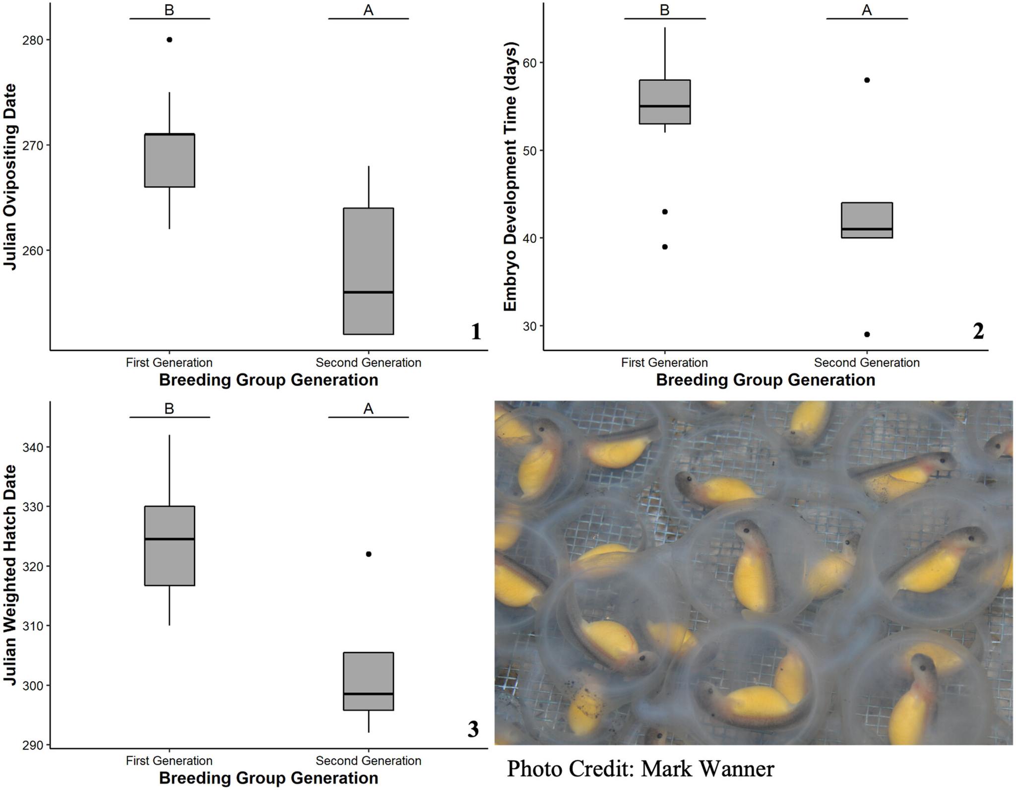 Egg Production, Egg Development, and Mortality of Zoo-Bred Ozark Hellbenders (Cryptobranchus alleganiensis bishopi)