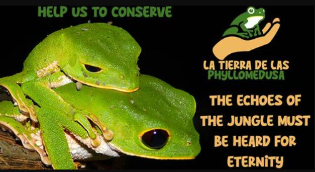 Join us in protecting amphibians: welcome to Phylloland!