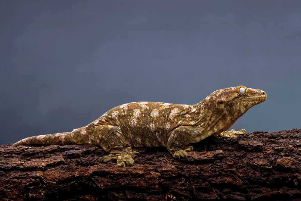 The care and breeding of giant gecko