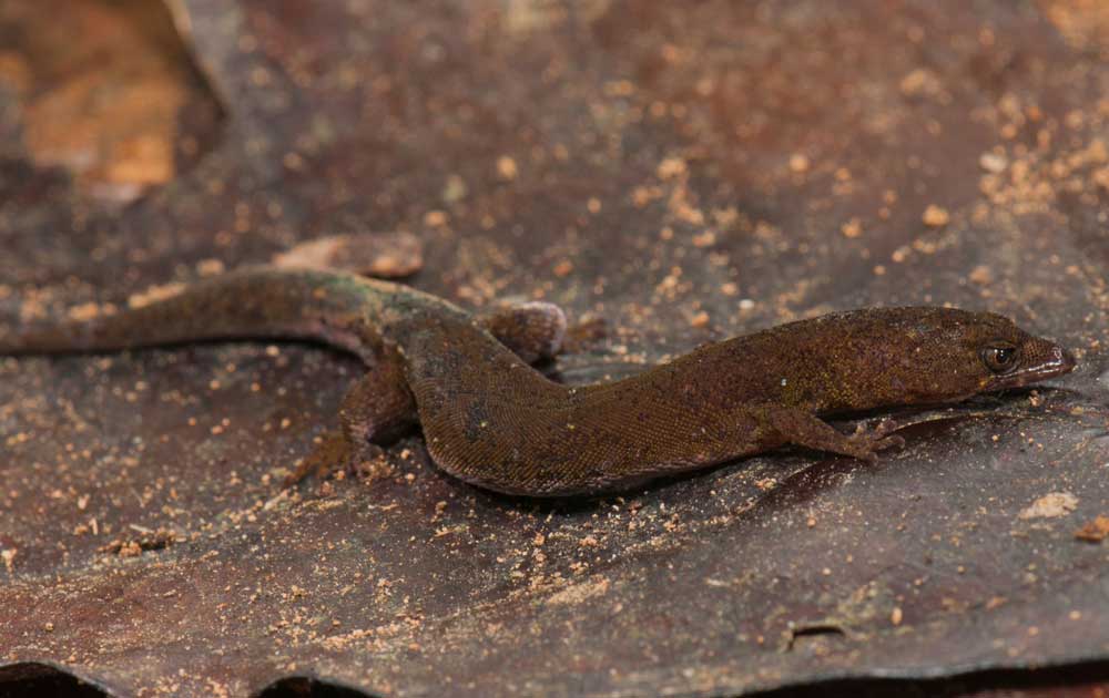 New gecko species of the genus Pseudogonatodes discovered