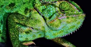 Chameleons in captivity