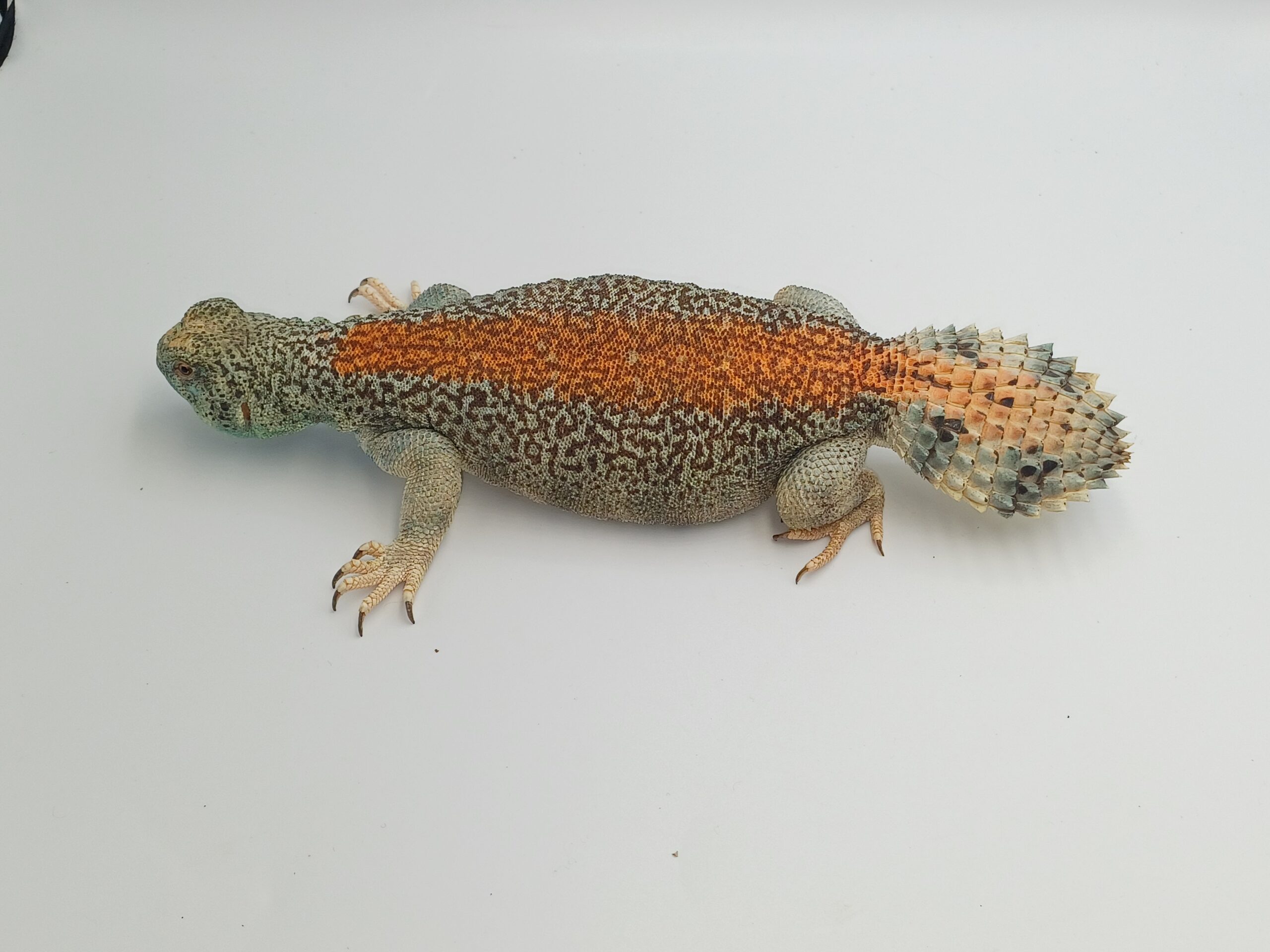 Keeping of Omani Spiny-Tailed Lizard at BION Terrarium Center