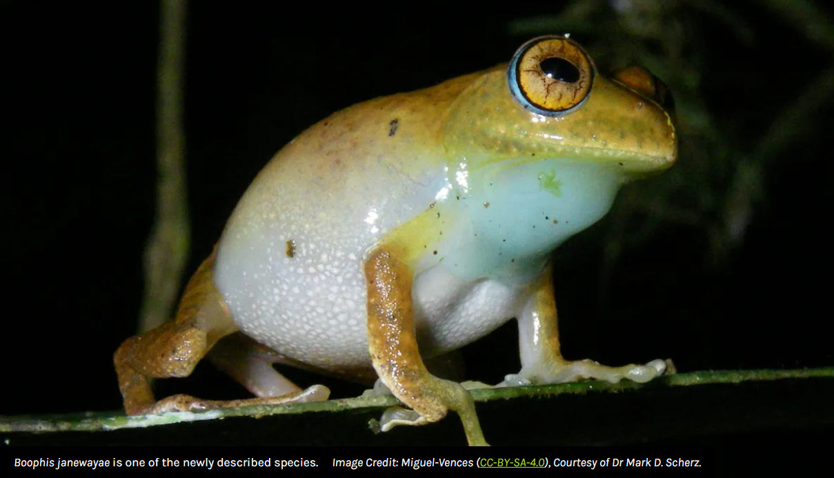 Star Trek-inspired Names for 7 Newly Discovered Tree Frog Species