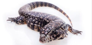 Care guide: how to write