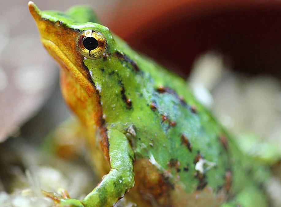Tiny Darwin’s frogs named after Charles Darwin flown to London for safety