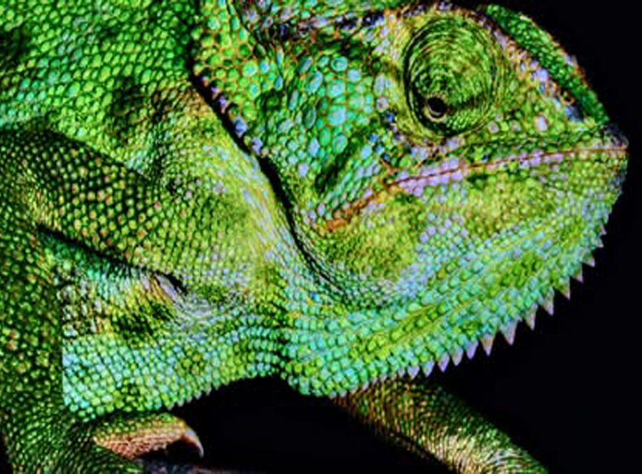 Chameleons in Captivity Get Old While They are Still Young. Why?