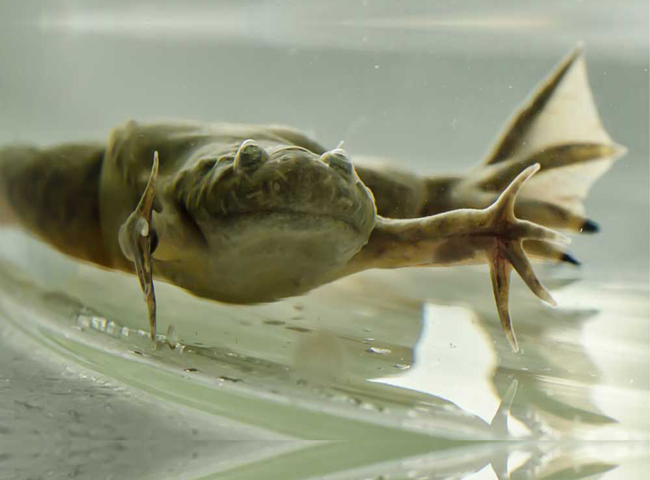 Sex determination in African clawed frogs discovered