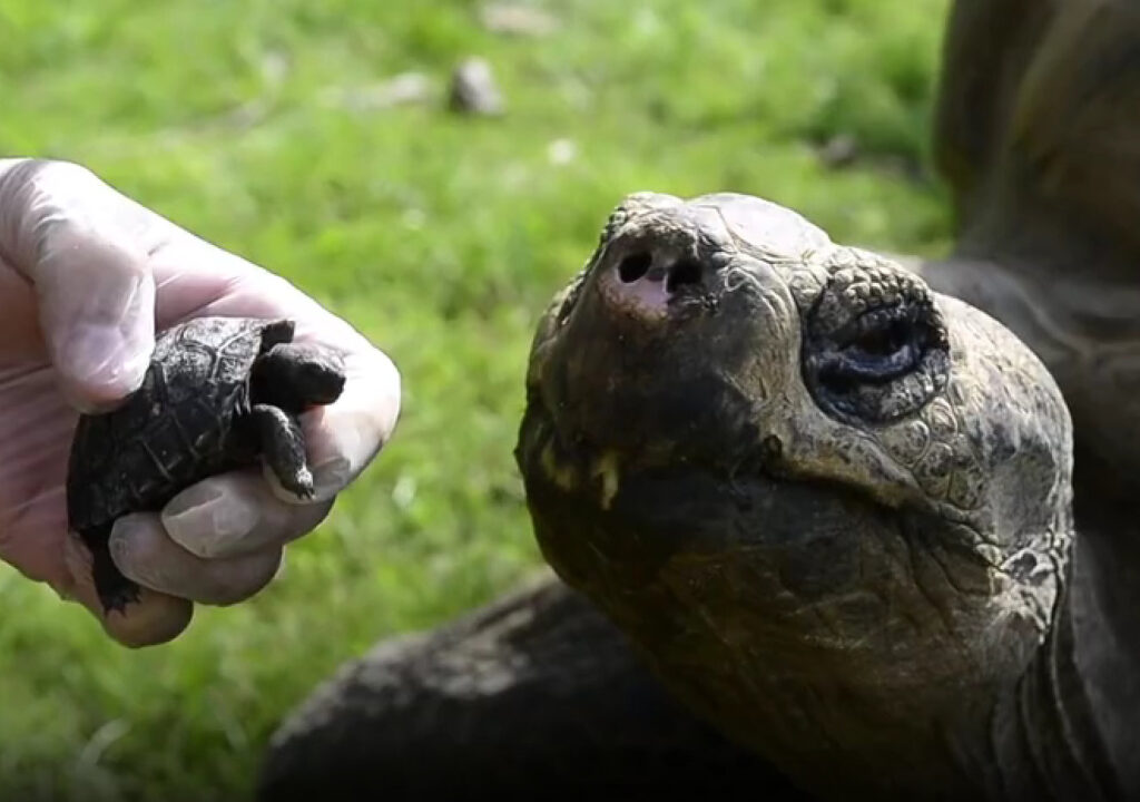 Giant Galapagos tortoise
