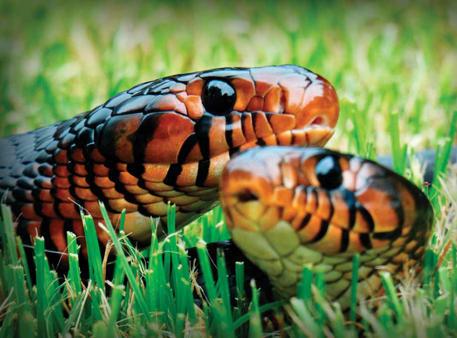 Eastern Indigo Snake Care Sheet