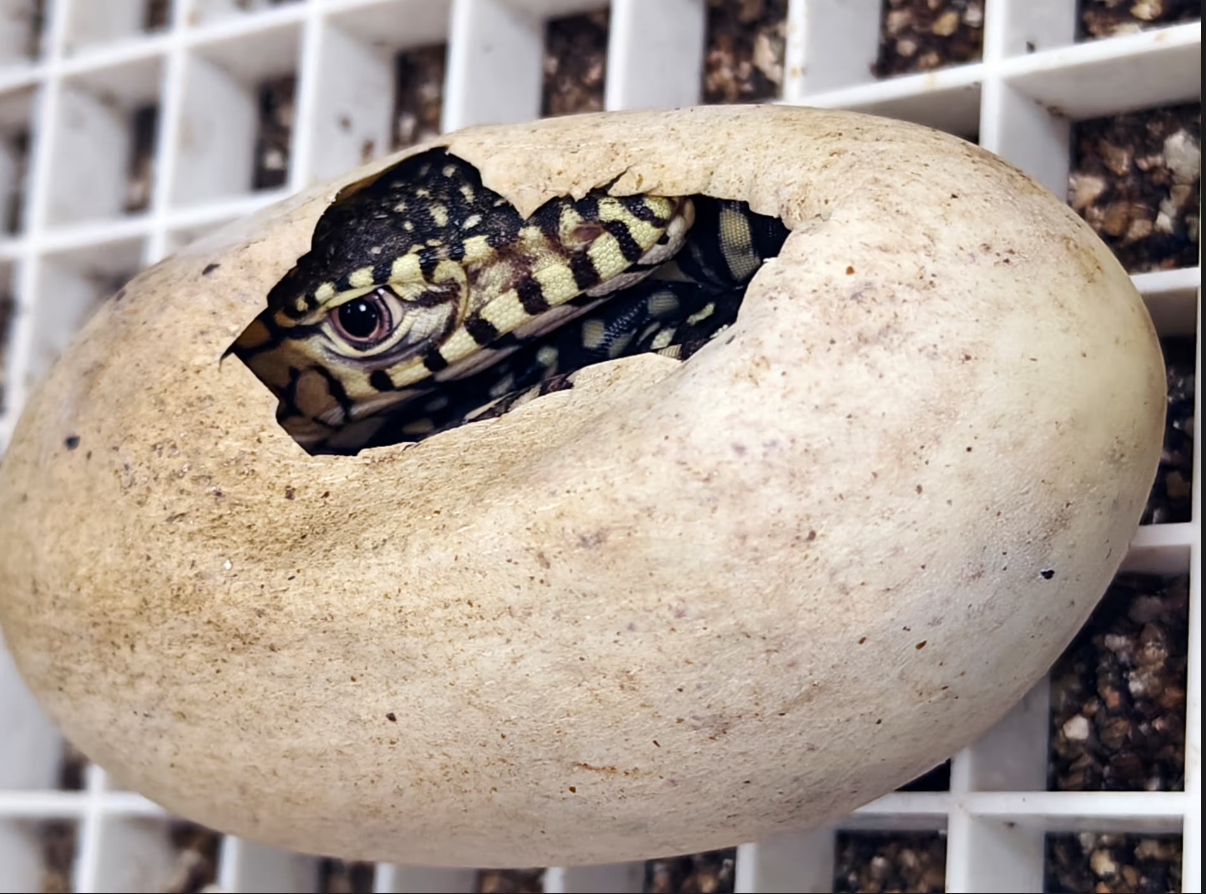 Los Angeles Zoo Welcomes Two Perentie Lizards, the First to Be Bred There