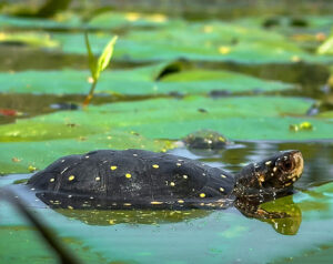 Spotted Turtle