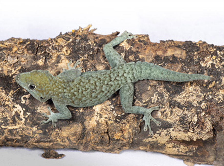 A New Species of Namib Day Gecko from the Southwestern Angola