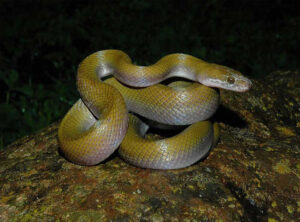 African house snake