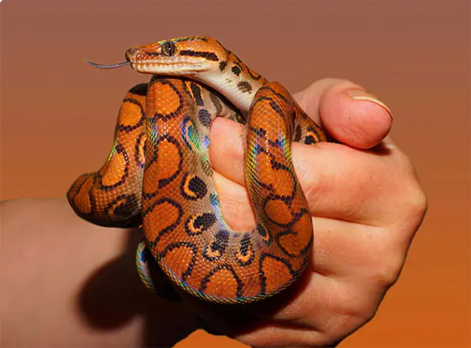 Taiwan plans to ban 955 animal species, focusing on public safety and animal welfare concerns