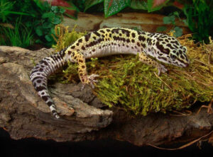 Leopard Geckos Prefer Bioactive Enclosure
