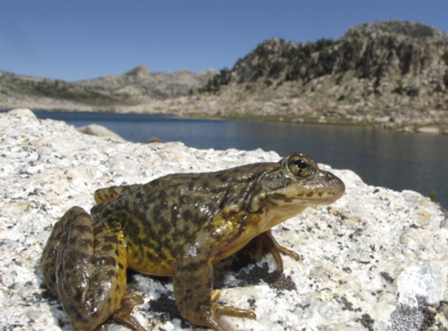 Sierra Nevada Yellow Legged Frog Can Persist in Bd Infected Areas