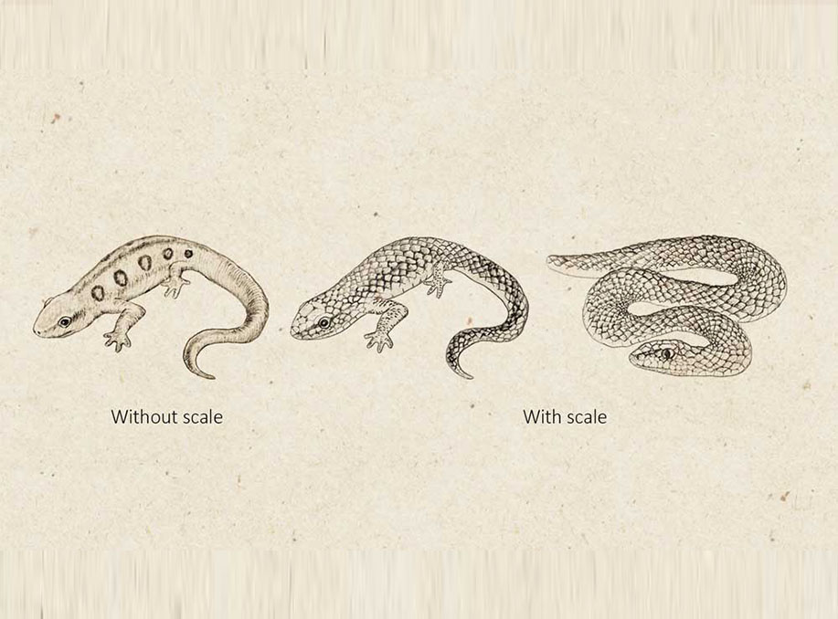 Japanese Monkeys Use Snake Scale to Detect Snakes Rapidly