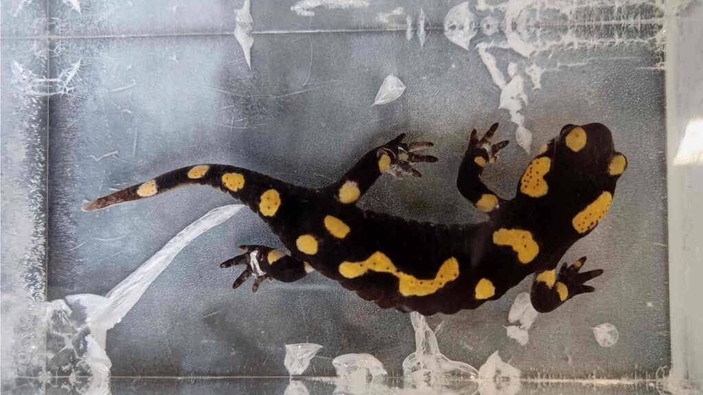 Models and preparations in biology lessons