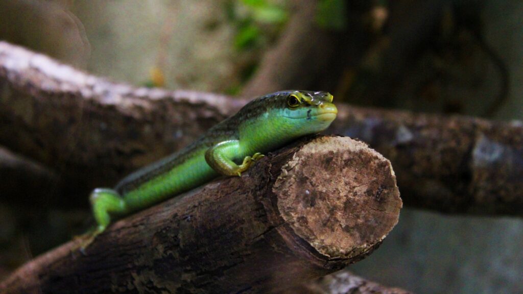 A Skink in school zoo