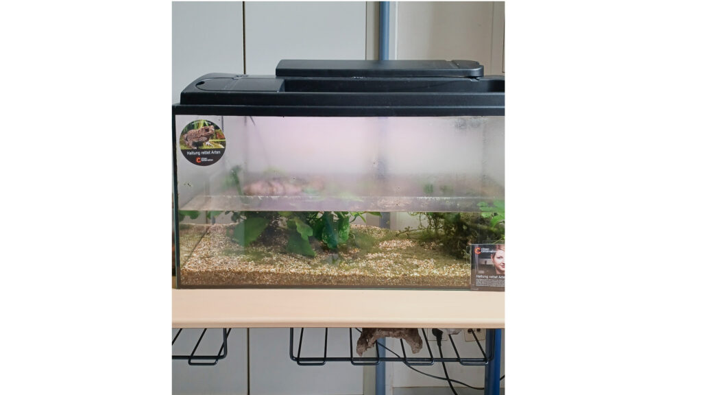 The Tank for B. bombina. Example of using herpetoculture as a conservation tool.