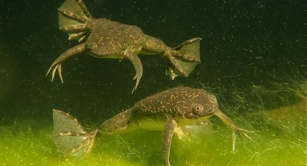 African clawed frog is an invasive alien species in Europe