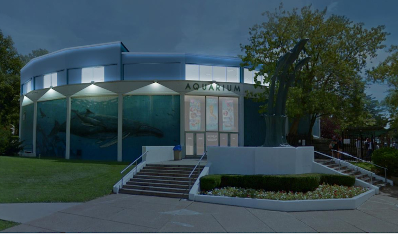 Aquarium of Niagara Gets Grant for New Sea Turtle Exhibit