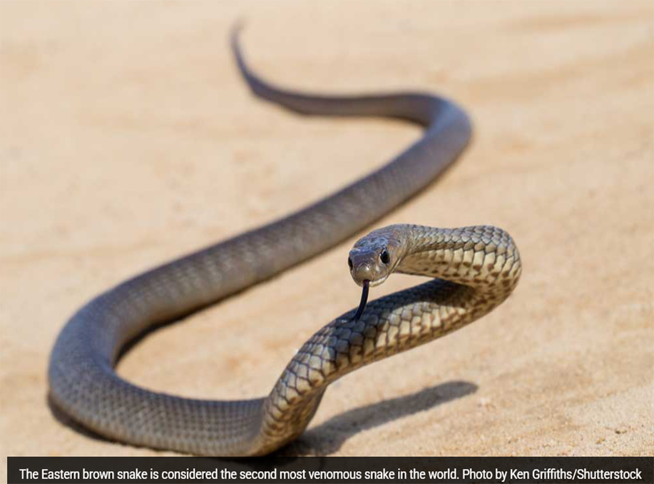 Eastern Brown Snake Doesn’t Fare Well When Relocated