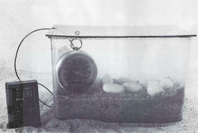 Care and Breeding of the North African Spiny-tailed Lizard (Uromastyx acanthinurus Bell, 1825 (Sauria: Agamidae))