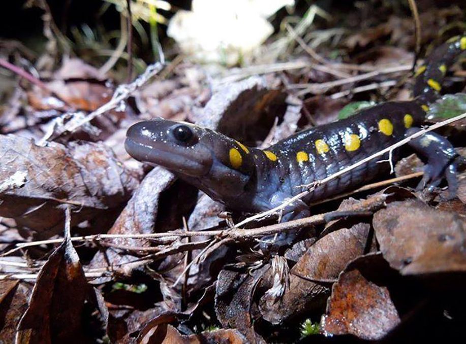 The World’s Only Photosynthetic Vertebrate