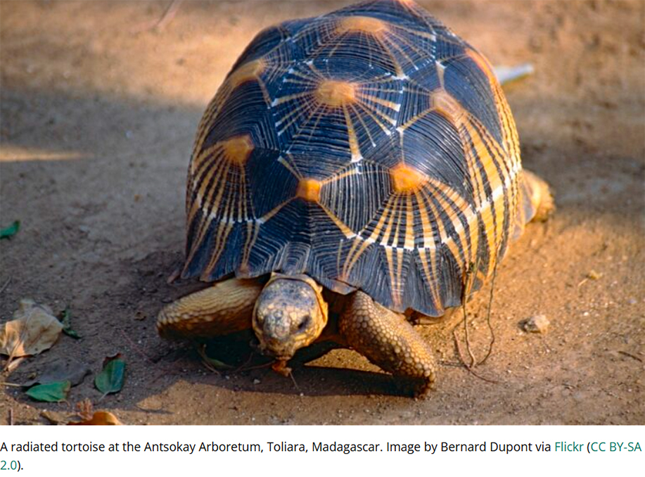 Arrests in Madagascar Shuts Down Tortoise Trafficking Network