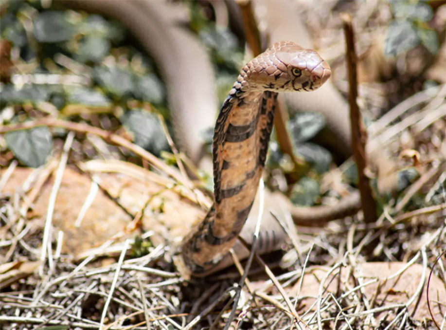 From volunteer to conservation manager: An exciting new chapter for Save The Snakes