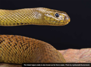 House Bill 3937 ban venomous Reptiles