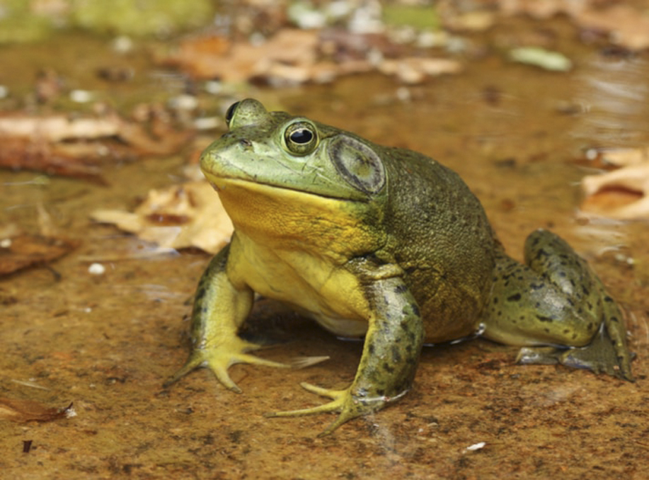 USARK ALERT: Bill “To Amend the Animal Welfare Act to Include Cold-Blooded Species as Animals, and for Other Purposes” Was Reintroduced