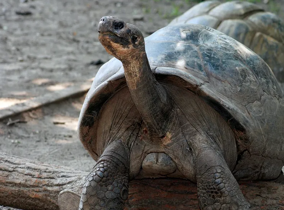 Endangered Tortoise Becomes First-time Mom at About 100 Years Old