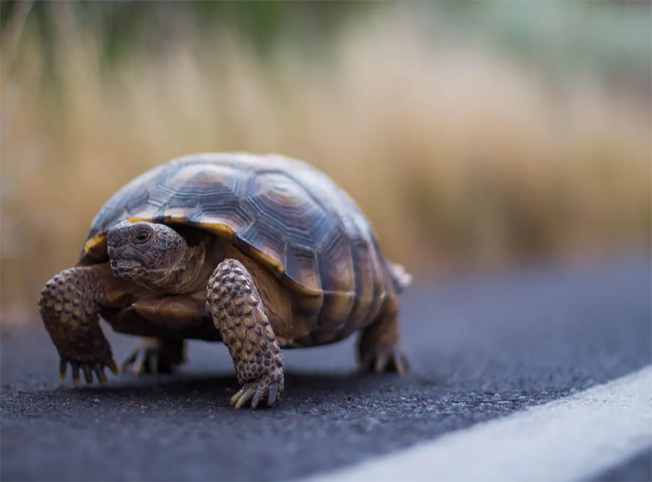 Mojave Desert Tortoise Faces New Threats in Federal Funding Freeze