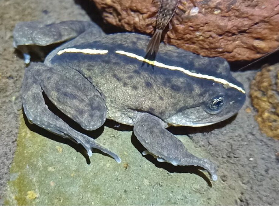 Elusive Frog Alsodes vittatus Found Again After 130 Years