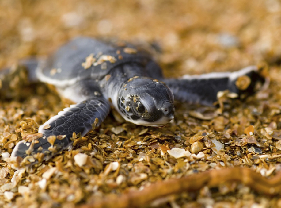 Endangered Sea Turtles Populations Show Signs of Recovery in More Than Half the World