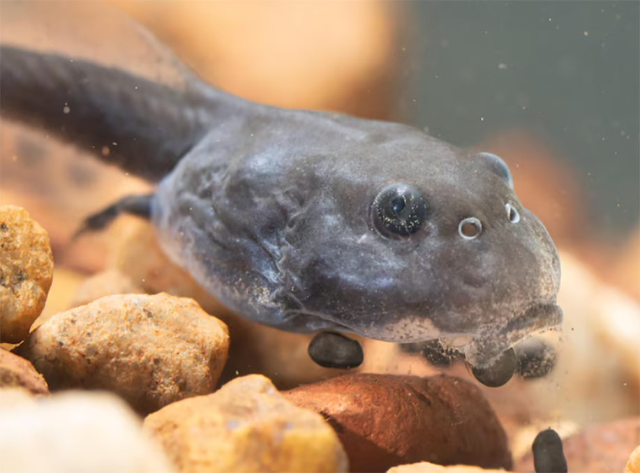 Gene-edited Cane Toad That Never Grows Up Created to Eat Its Siblings, Control Invasive Species