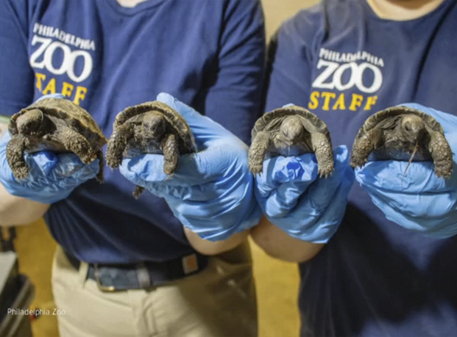 The Philadelphia Zoo is Celebrating the Tortoise Named Mommy and Her Babies That Set a World Record
