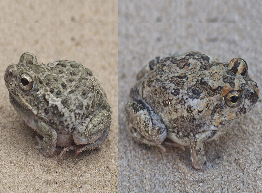 Sand Frog Adds to Mozambique’s Biodiversity