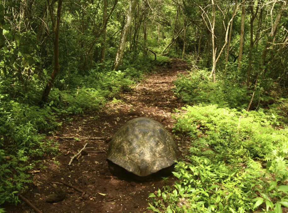 Invasive Trees Impedes Galapagos Tortoise Migration